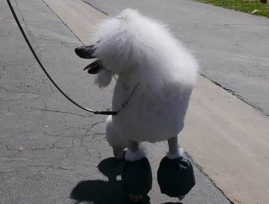 Dog Training Beaufort Sc