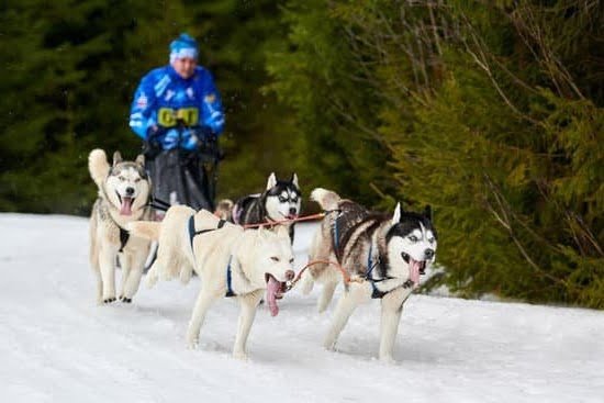 Dog Training Bluffton Sc 1 Dog Training Bluffton Sc