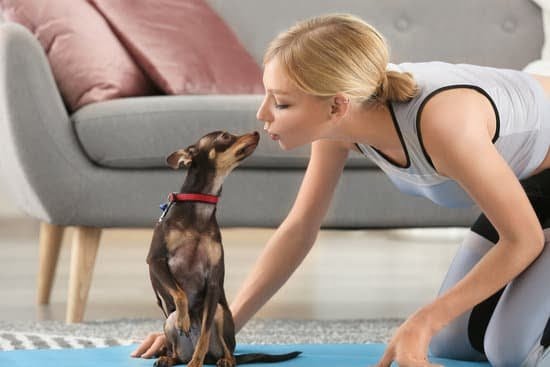 Dog Training Carrollton Tx