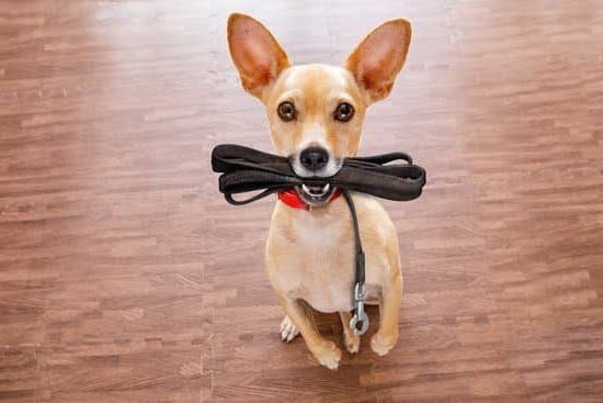 Dog Training Chelsea 1 Dog Training Chelsea