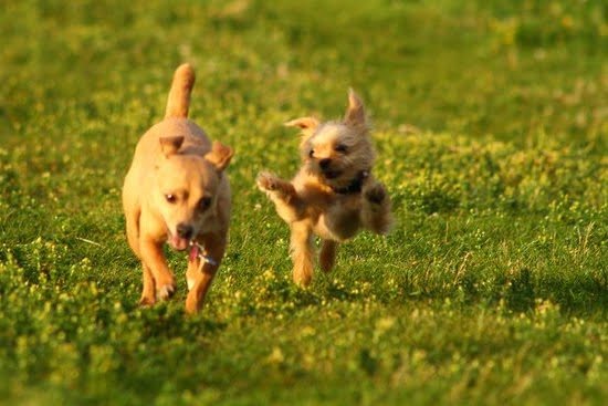 Dog Training Classes Ann Arbor