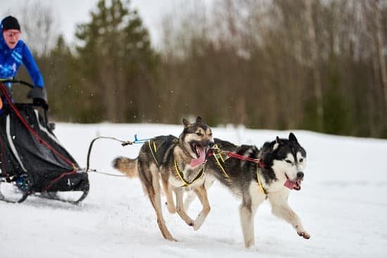 Dog Training Dickinson Nd