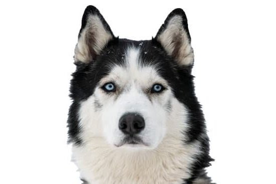 Dog Training Elite Indianapolis Dog Training Elite Indianapolis