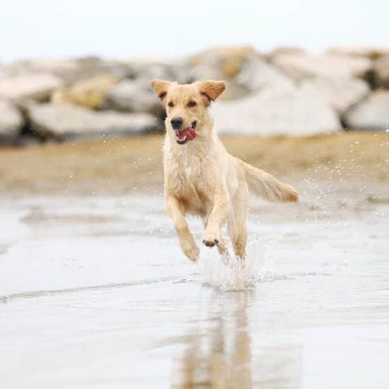 Dog Training Gig Harbor