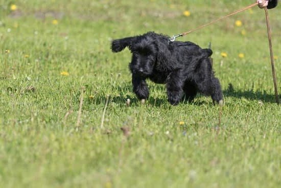 Dog Training Greeting Visitors