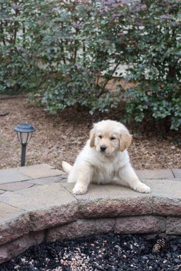 Dog Training in 10 Minutes a Day Dog Training in 10 Minutes a Day