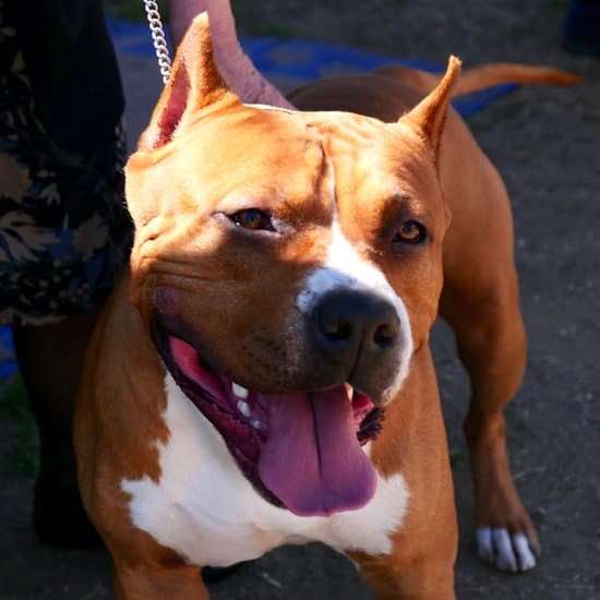 Dog Training in Chula Vista Ca