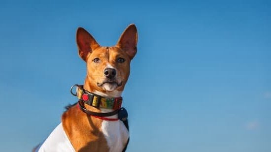 Dog Training Infographic