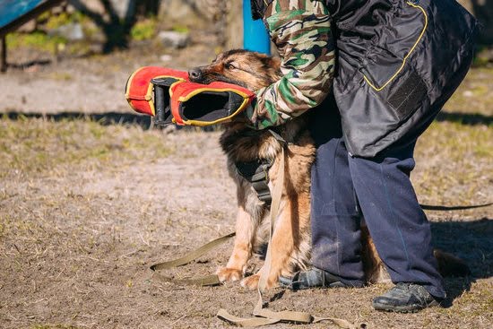 Dog Training Jobs in Michigan Dog Training Jobs in Michigan