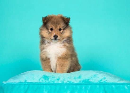 Dog Training Leashes Types 1 Dog Training Leashes Types