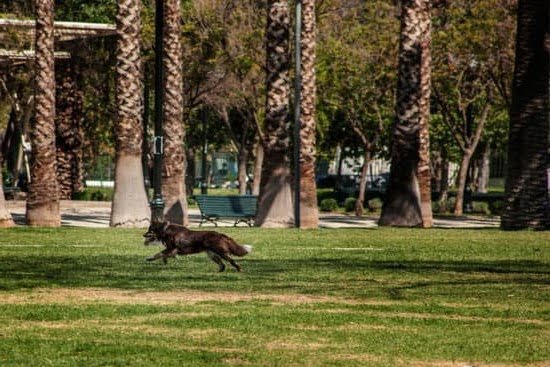 Dog Training Lynnwood Wa 1 Dog Training Lynnwood Wa