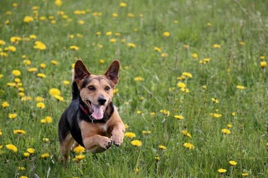 Dog Training Mini Educator 1 Dog Training Mini Educator