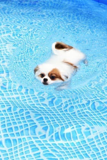 Dog Training North Ridgeville Ohio 1 Dog Training North Ridgeville Ohio