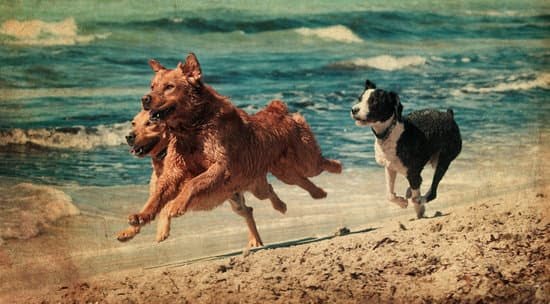 Dog Training Now Schaumburg Dog Training Now Schaumburg