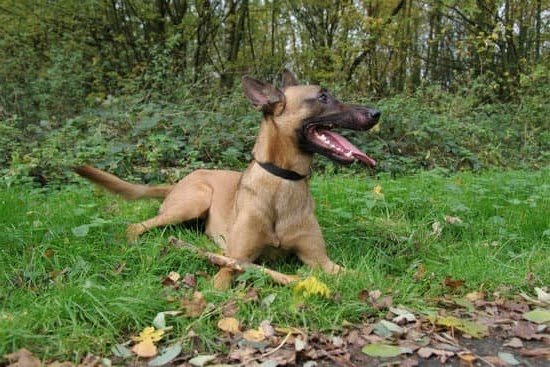 Dog Training Plaistow Nh Every Day Interests Dog Training Plaistow Nh Every Day Interests
