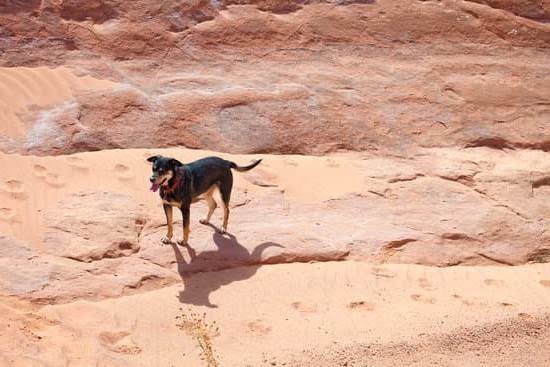 Dog Training Rockford Il