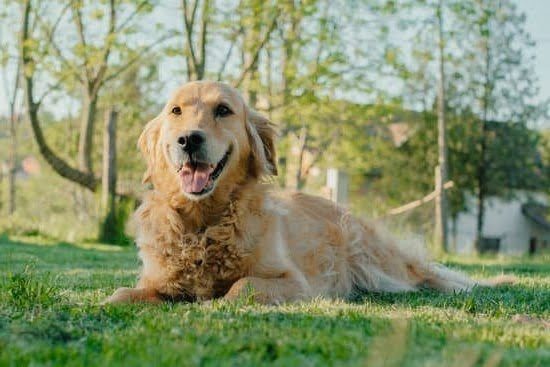 Dog Training Rockledge Fl 1 Dog Training Rockledge Fl