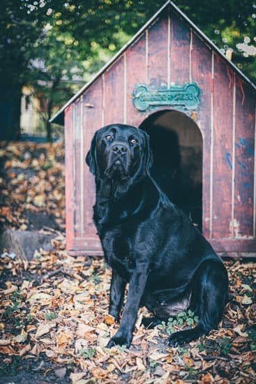 Dog Training Using a Shock Collar Dog Training Using a Shock Collar