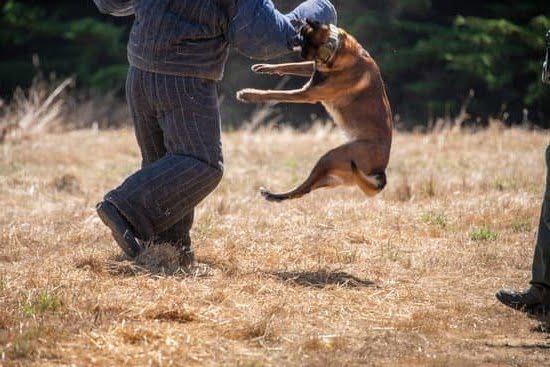Dog Weight Loss Trainer Dog Weight Loss Trainer