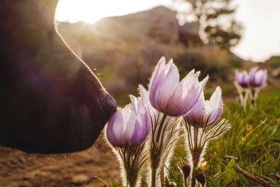 Doggie Do Right Dog Training