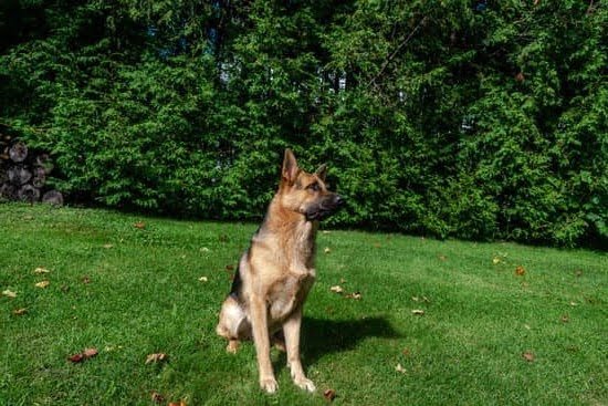 Dominance Dog Training Techniques 1 Dominance Dog Training Techniques