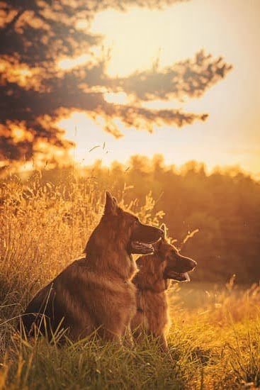 E Collar Training for Anxious Dogs