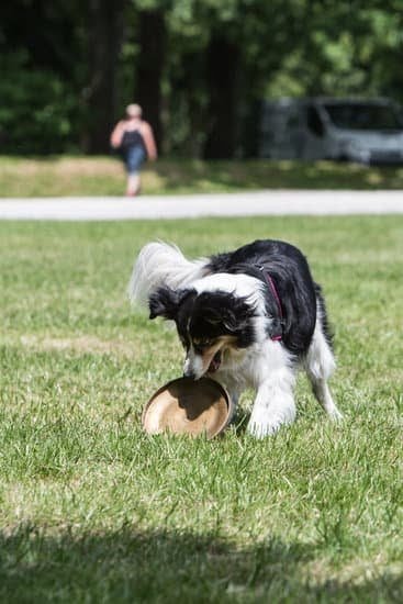 E Collar Training for Dogs Pros and Cons 1 E Collar Training for Dogs Pros and Cons