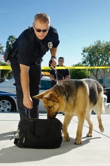 Ebay Dog Training Equipment Ebay Dog Training Equipment