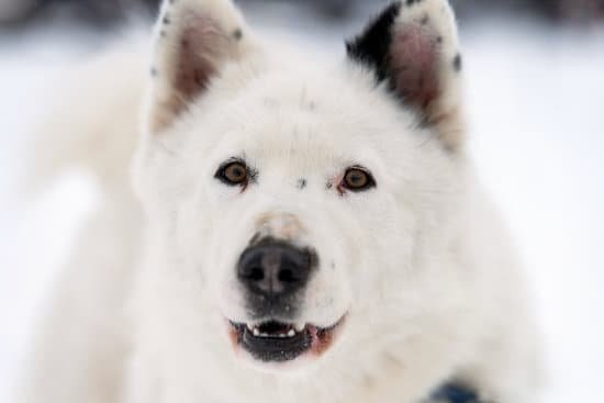 Electric Collars for Dog Training Electric Collars for Dog Training