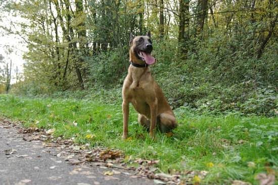 Fear Based Aggression Dog Training Fear Based Aggression Dog Training