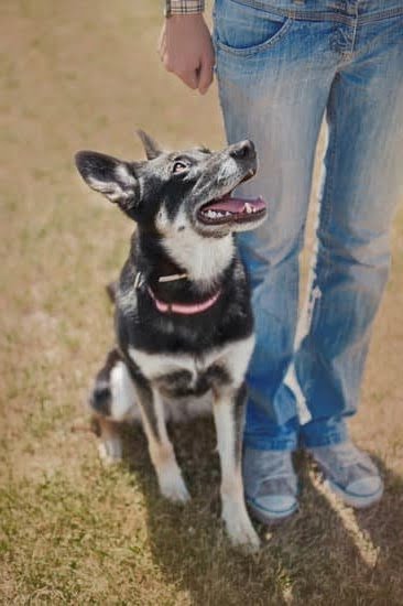 Food Aggression in Dogs Training Food Aggression in Dogs Training