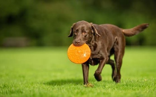 German Words for Dog Training 1 German Words for Dog Training