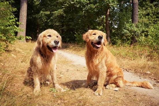 Get It Done Dog Training San Diego Get It Done Dog Training San Diego