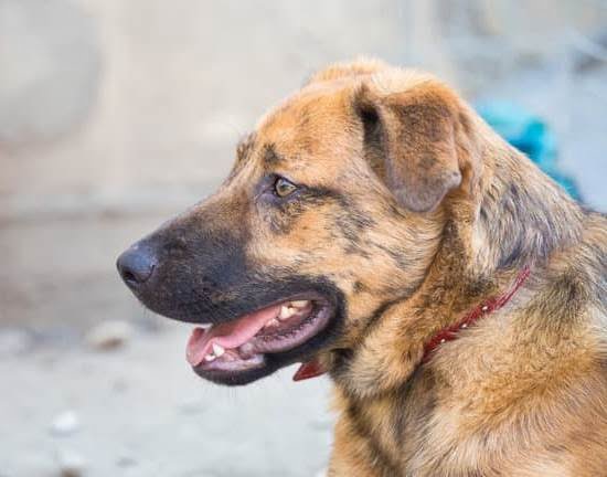 Good Dog Training Poway