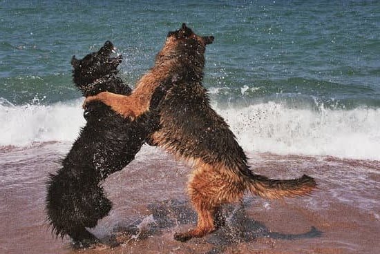 Grouse Scent Dog Training