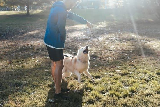 Guy Yeaman Dog Training 1 Guy Yeaman Dog Training