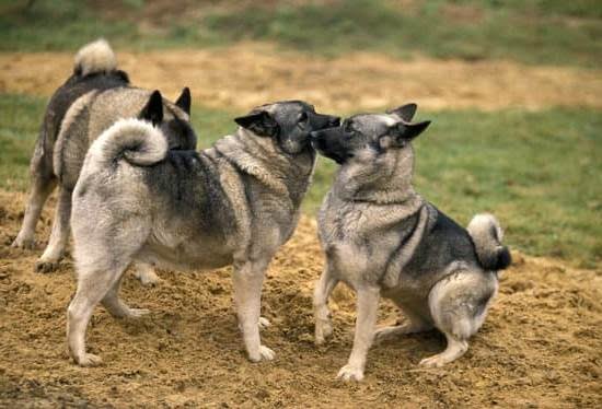 Hector Hernandez Dog Trainer 1 Hector Hernandez Dog Trainer