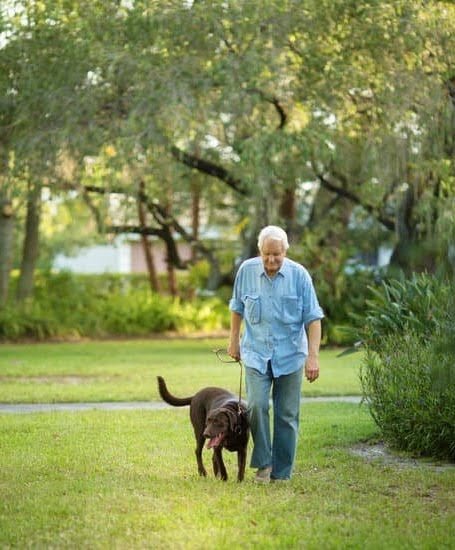 Highest Rated Dog Training Collars 1 Highest Rated Dog Training Collars