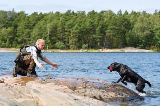 How Are Dogs Trained to Sniff Out Drugs How Are Dogs Trained to Sniff Out Drugs