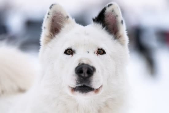 How Did the Romans Train Their Dogs How Did the Romans Train Their Dogs