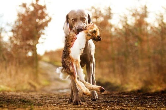How Do Dogs Get Trained 1 How Do Dogs Get Trained