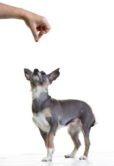 How Do You Train a Dog to Stop Chewing Things How Do You Train a Dog to Stop Chewing Things