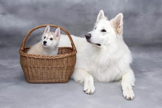 How Do You Train a Dog to Talk How Do You Train a Dog to Talk