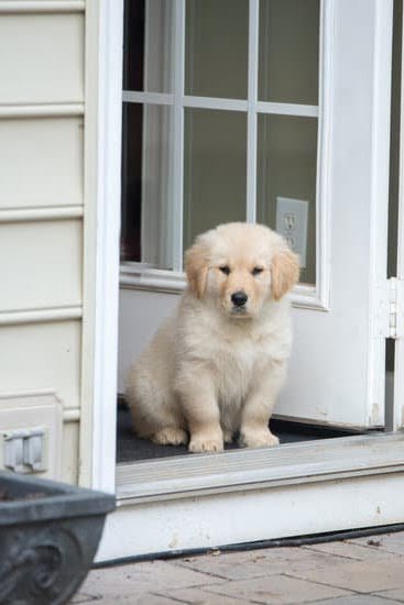 How Long Do Guide Dogs Train for How Long Do Guide Dogs Train for