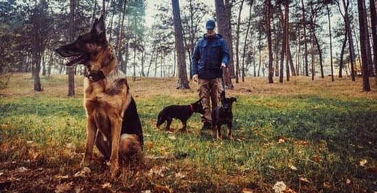 How Long Does It Take To Train A Police Dog Every Day Interests How Long Does It Take To Train A Police Dog Every Day Interests