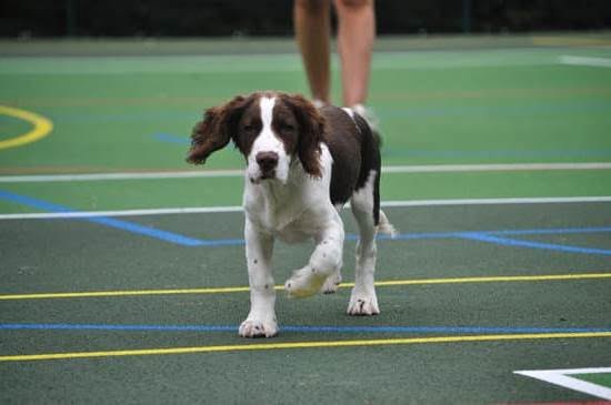 How Long Does It Take to Train Bomb Sniffing Dogs 1 How Long Does It Take to Train Bomb Sniffing Dogs