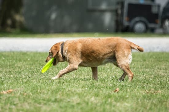 How Much is a Dog Trainer 1 How Much is a Dog Trainer