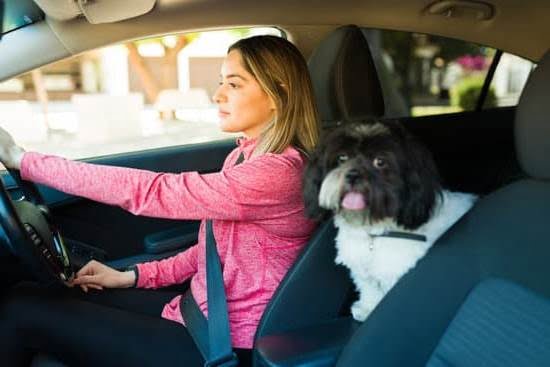 How to Become a Certified Dog Trainer in Illinois How to Become a Certified Dog Trainer in Illinois