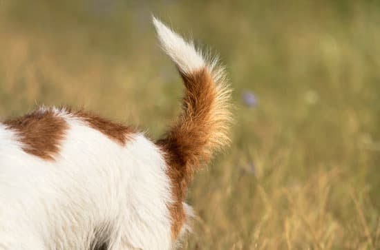 How to Crate Train Your Dog With Separation Anxiety 1 How to Crate Train Your Dog With Separation Anxiety