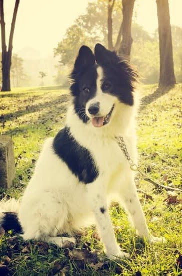 How to Get Dog Trained to Not Bark How to Get Dog Trained to Not Bark